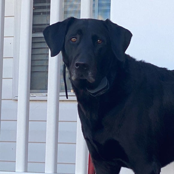 Meet your Posher, Robert - Picture 1 of 1